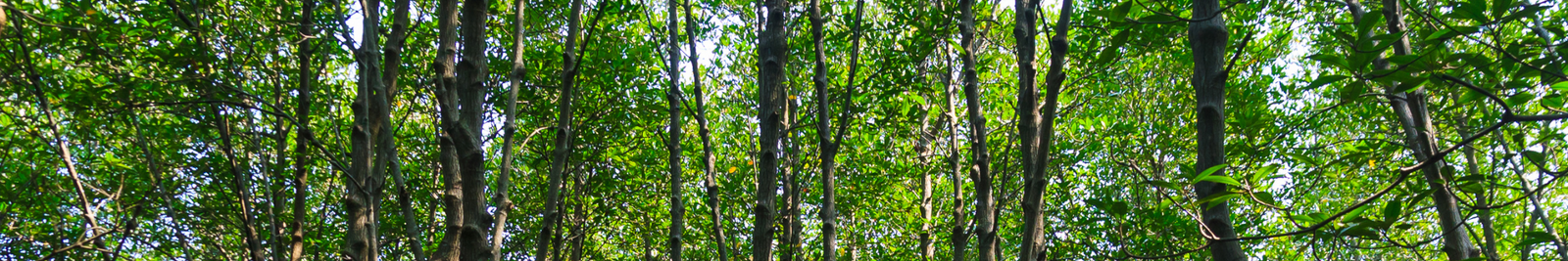 Tree Planting